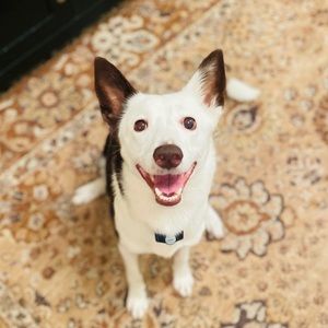 Meet your Posher, Abby